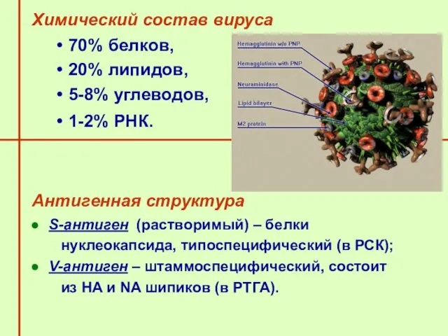 Химический состав вируса 70% белков, 20% липидов, 5-8% углеводов, 1-2%