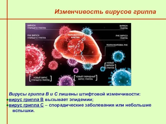 Изменчивость вирусов гриппа Вирусы гриппа В и С лишены штифтовой