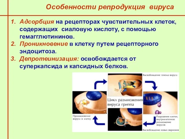 Особенности репродукция вируса Адсорбция на рецепторах чувствительных клеток, содержащих сиаловую