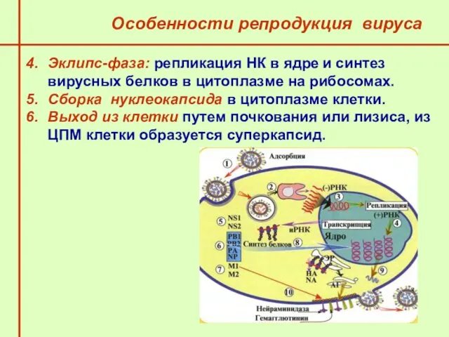 Особенности репродукция вируса Эклипс-фаза: репликация НК в ядре и синтез