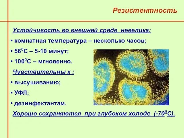 Резистентность Устойчивость во внешней среде невелика: комнатная температура – несколько