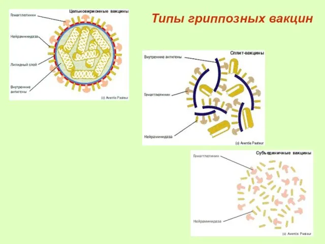 Типы гриппозных вакцин