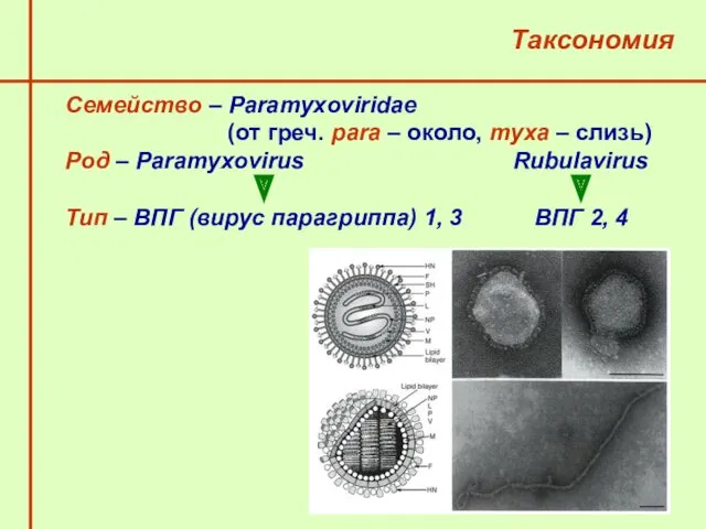 Семейство – Paramyxoviridae (от греч. para – около, myxa –