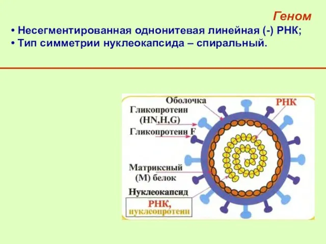 Геном Несегментированная однонитевая линейная (-) РНК; Тип симметрии нуклеокапсида – спиральный.