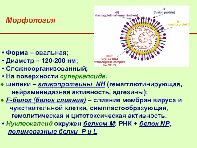 Форма – овальная; Диаметр – 120-200 нм; Сложноорганизованный; На поверхности