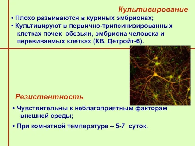 Культивирование Плохо развиваются в куриных эмбрионах; Культивируют в первично-трипсинизированных клетках