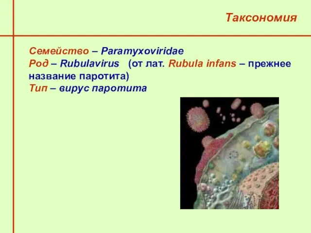 Семейство – Paramyxoviridae Род – Rubulavirus (от лат. Rubula infans