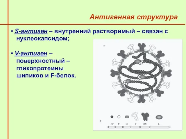 Антигенная структура S-антиген – внутренний растворимый – связан с нуклеокапсидом;