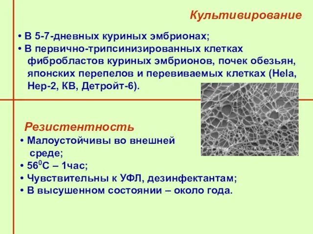 Культивирование В 5-7-дневных куриных эмбрионах; В первично-трипсинизированных клетках фибробластов куриных