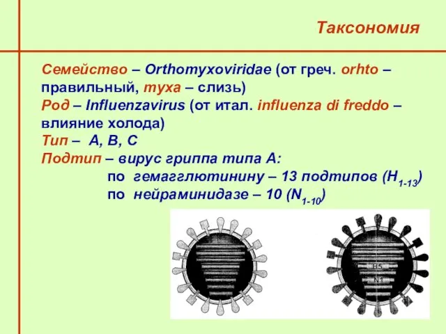 Таксономия Семейство – Orthomyxoviridae (от греч. оrhto – правильный, myxa