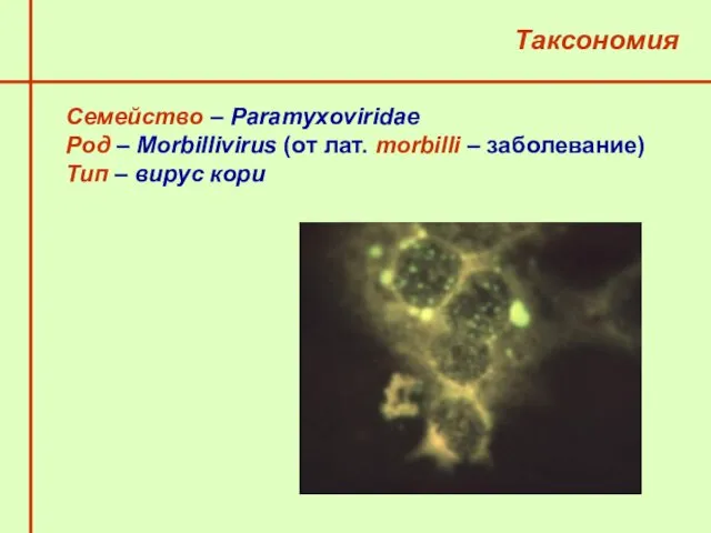 Семейство – Paramyxoviridae Род – Morbillivirus (от лат. morbilli – заболевание) Тип – вирус кори Таксономия