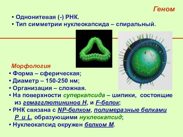 Геном Однонитевая (-) РНК. Тип симметрии нуклеокапсида – спиральный. Морфология