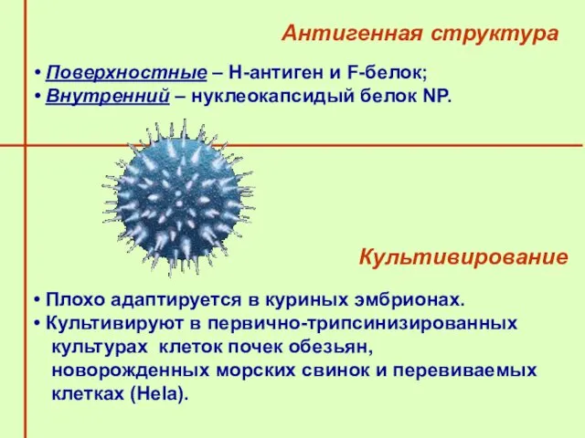 Антигенная структура Поверхностные – Н-антиген и F-белок; Внутренний – нуклеокапсидый