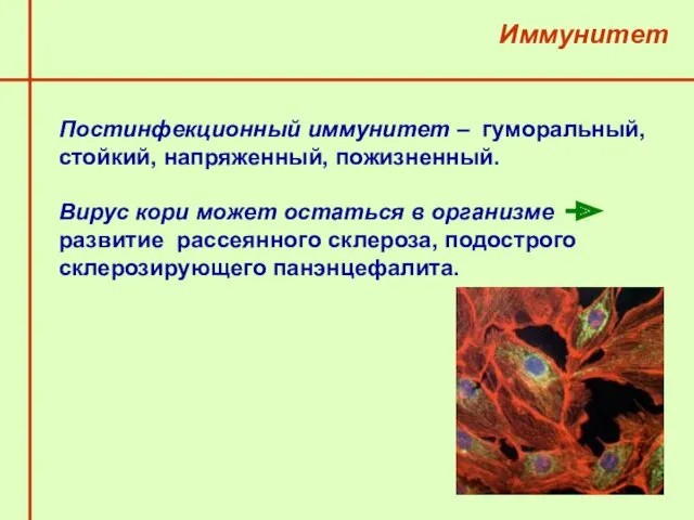 Постинфекционный иммунитет – гуморальный, стойкий, напряженный, пожизненный. Вирус кори может