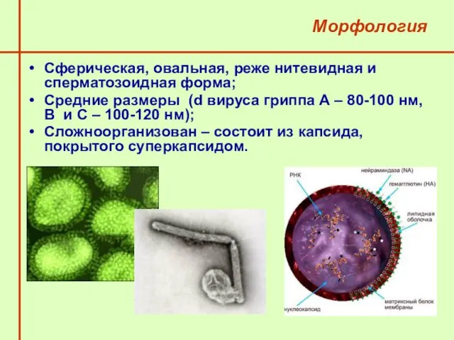 Морфология Сферическая, овальная, реже нитевидная и сперматозоидная форма; Средние размеры