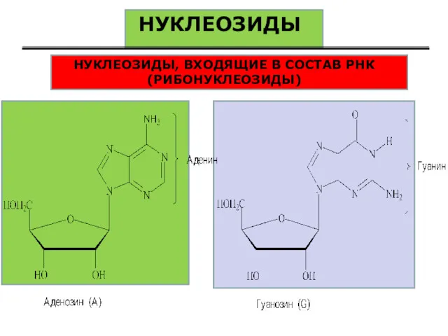 НУКЛЕОЗИДЫ НУКЛЕОЗИДЫ, ВХОДЯЩИЕ В СОСТАВ РНК (РИБОНУКЛЕОЗИДЫ)