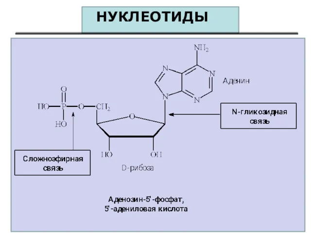 НУКЛЕОТИДЫ