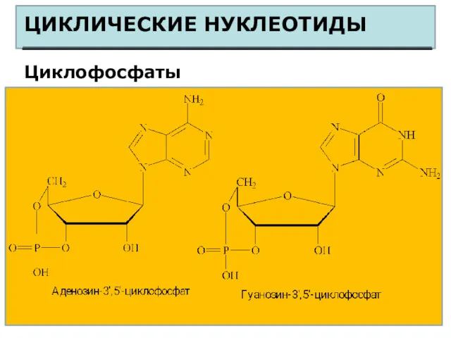 ЦИКЛИЧЕСКИЕ НУКЛЕОТИДЫ Циклофосфаты