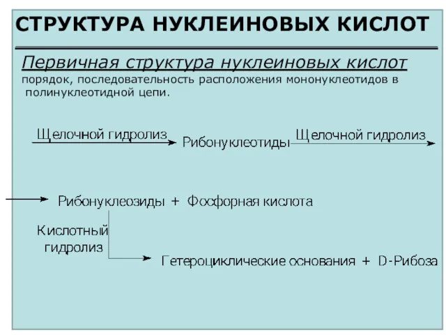 СТРУКТУРА НУКЛЕИНОВЫХ КИСЛОТ Первичная структура нуклеиновых кислот порядок, последовательность расположения мононуклеотидов в полинуклеотидной цепи.