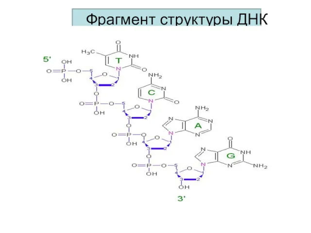 Фрагмент структуры ДНК