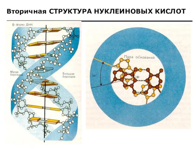 Вторичная СТРУКТУРА НУКЛЕИНОВЫХ КИСЛОТ