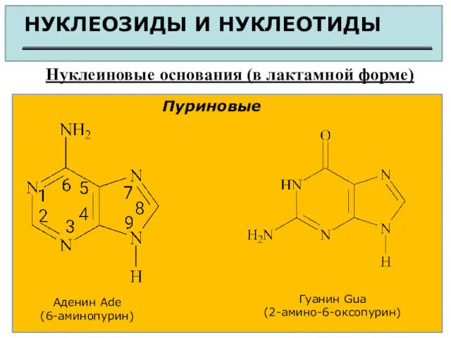 НУКЛЕОЗИДЫ И НУКЛЕОТИДЫ Нуклеиновые основания (в лактамной форме) Пуриновые Аденин Ade (6-аминопурин) Гуанин Gua (2-амино-6-оксопурин)