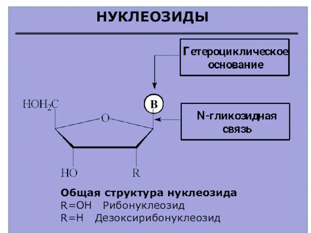 НУКЛЕОЗИДЫ Общая структура нуклеозида R=OH Рибонуклеозид R=H Дезоксирибонуклеозид