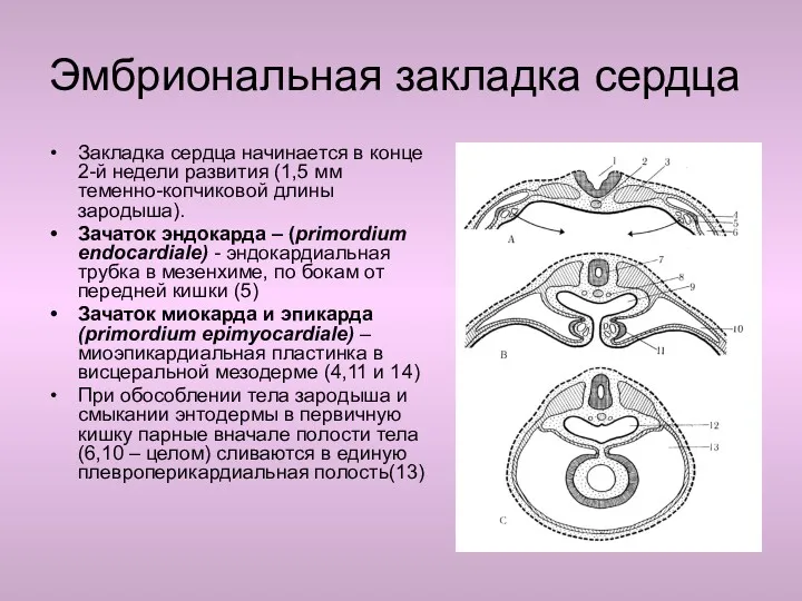 Закладка сердца начинается в конце 2-й недели развития (1,5 мм