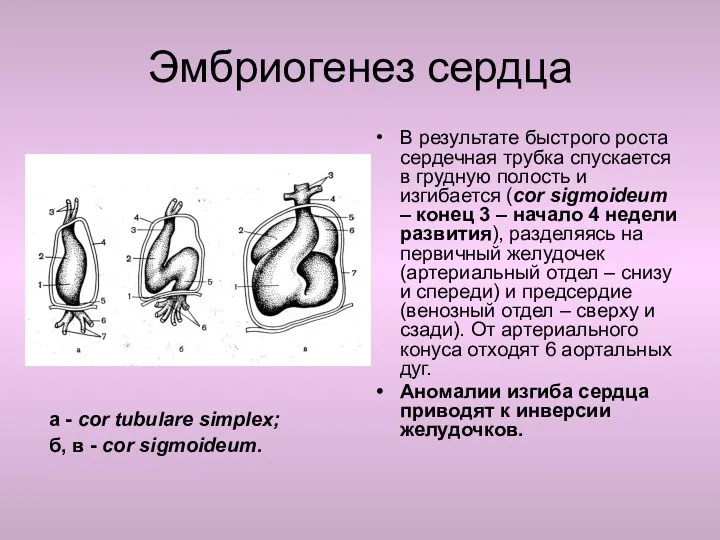 Эмбриогенез сердца а - cor tubulare simplex; б, в -