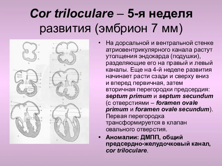 Cor triloculare – 5-я неделя развития (эмбрион 7 мм) На