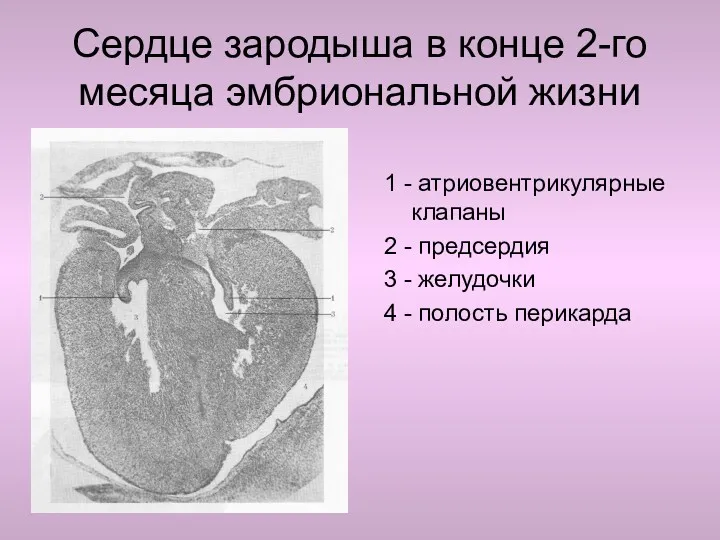 Сердце зародыша в конце 2-го месяца эмбриональной жизни 1 -