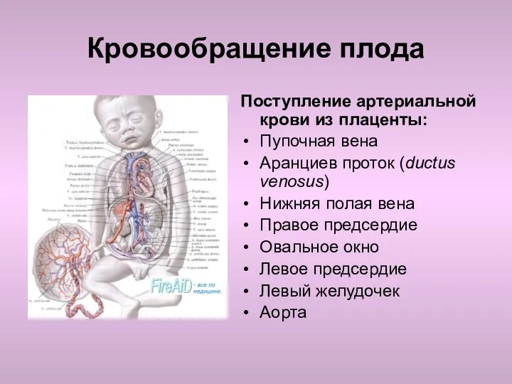 Кровообращение плода Поступление артериальной крови из плаценты: Пупочная вена Аранциев