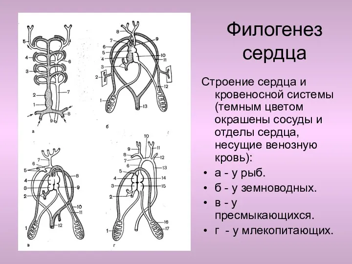 Филогенез сердца Строение сердца и кровеносной системы (темным цветом окрашены