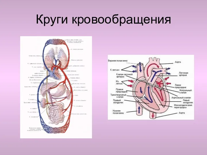 Круги кровообращения