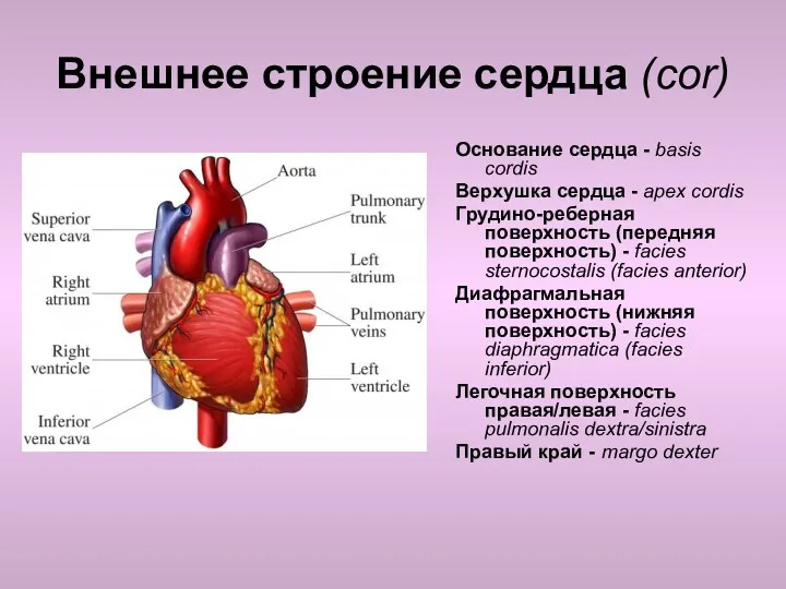 Внешнее строение сердца (cor) Основание сердца - basis cordis Верхушка