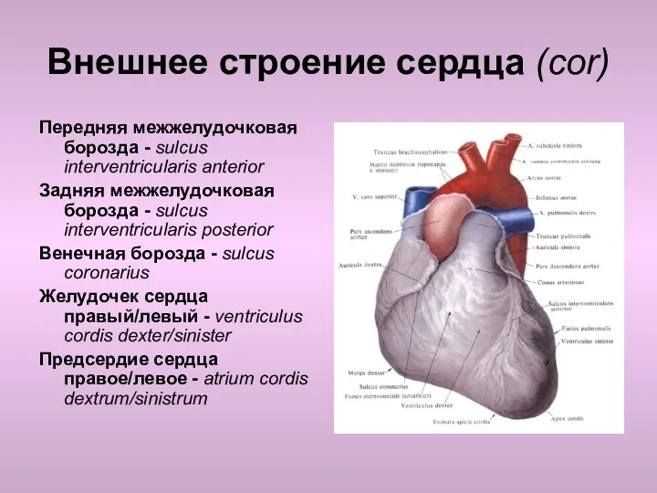 Внешнее строение сердца (cor) Передняя межжелудочковая борозда - sulcus interventricularis