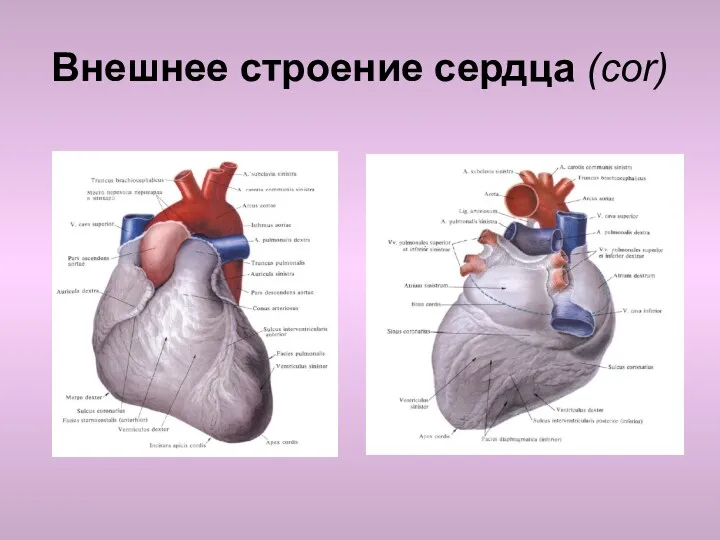 Внешнее строение сердца (cor)