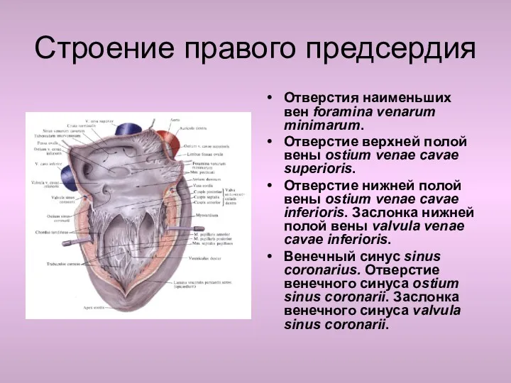 Строение правого предсердия Отверстия наименьших вен foramina venarum minimarum. Отверстие