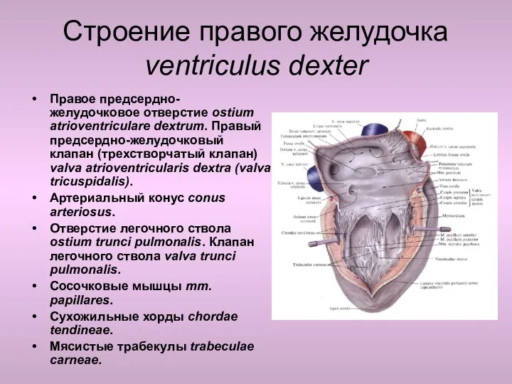 Строение правого желудочка ventriculus dexter Правое предсердно-желудочковое отверстие ostium atrioventriculare