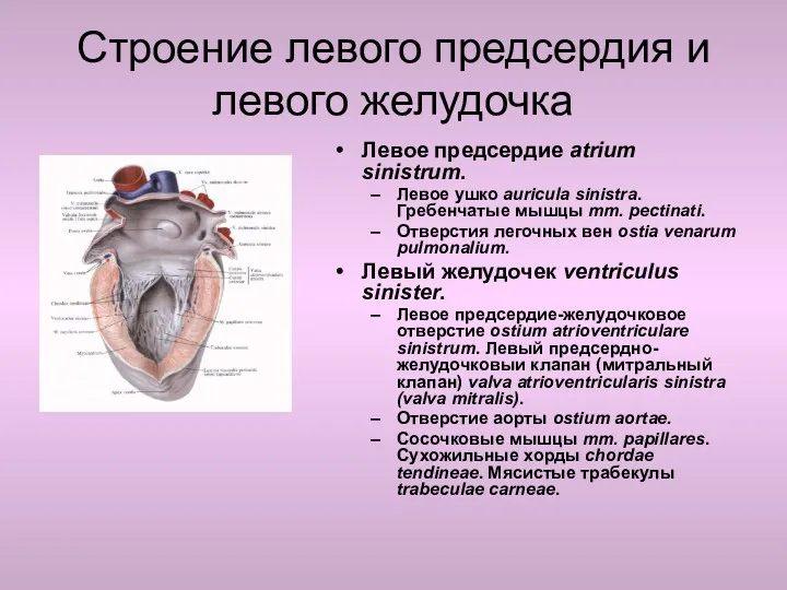Строение левого предсердия и левого желудочка Левое предсердие atrium sinistrum.