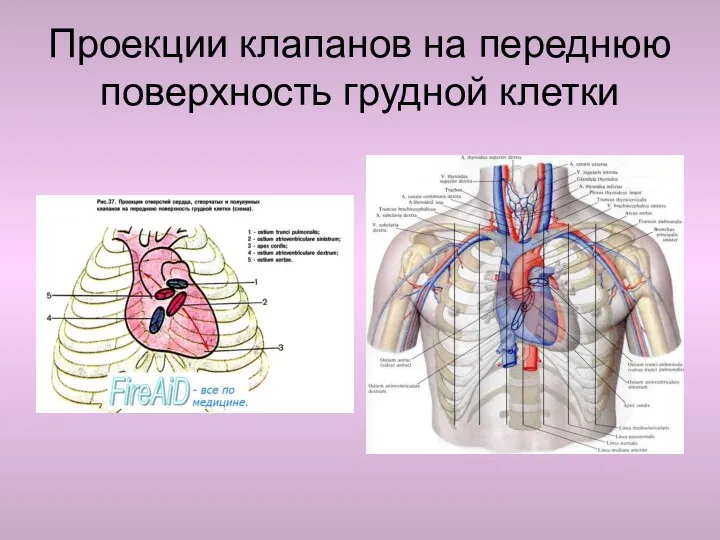 Проекции клапанов на переднюю поверхность грудной клетки