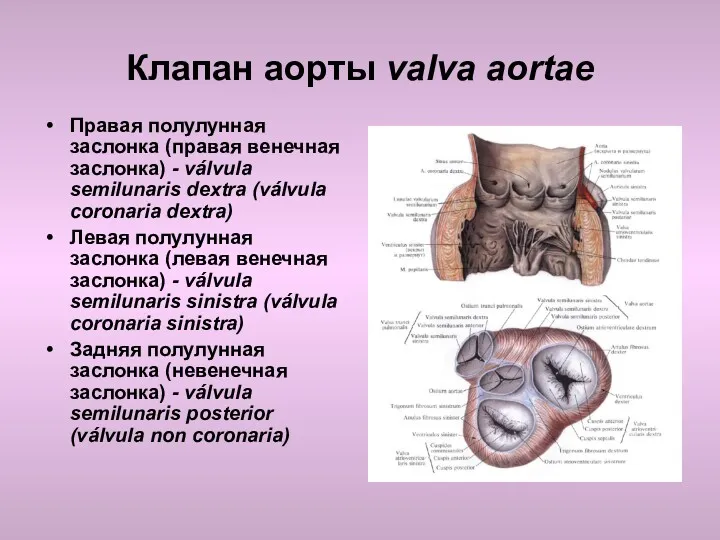Клапан аорты valva aortae Правая полулунная заслонка (правая венечная заслонка)
