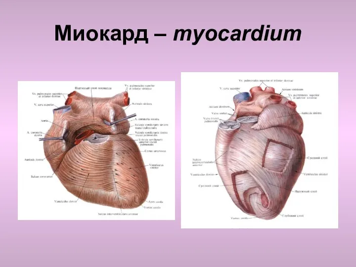 Миокард – myocardium