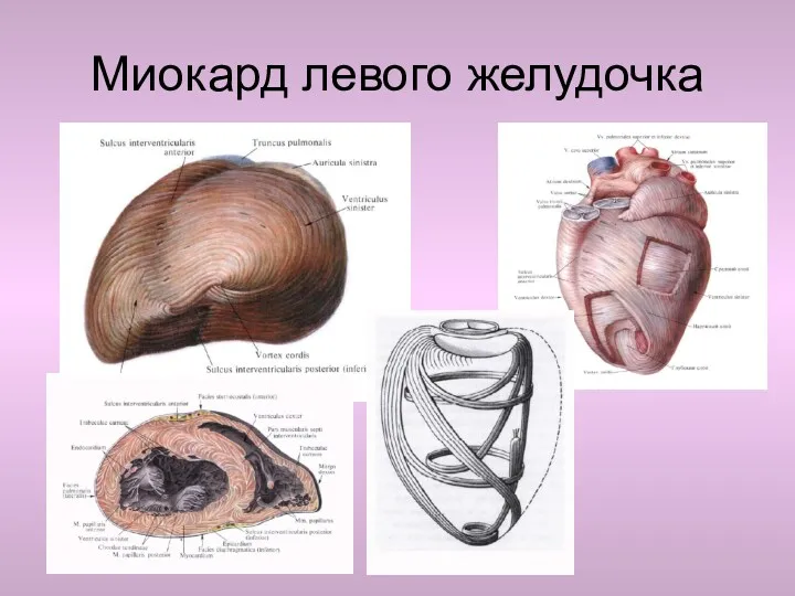 Миокард левого желудочка