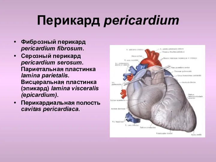Перикард pericardium Фиброзный перикард pericardium fibrosum. Серозный перикард pericardium serosum.