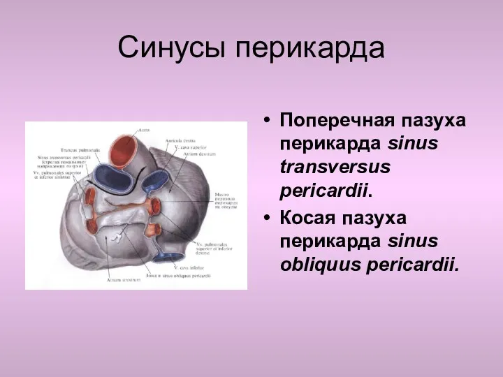 Синусы перикарда Поперечная пазуха перикарда sinus transversus pericardii. Косая пазуха перикарда sinus obliquus pericardii.