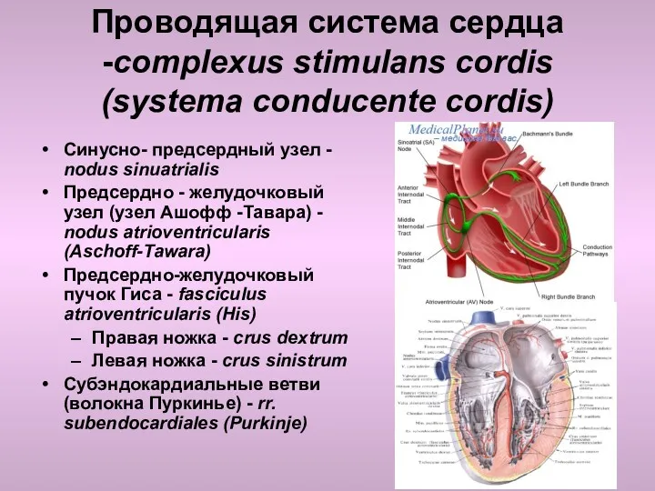 Проводящая система сердца -complexus stimulans cordis (systema conducente cordis) Синусно-