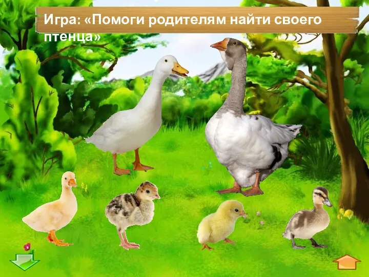 Игра: «Помоги родителям найти своего птенца»