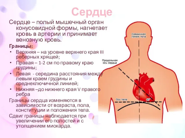 Сердце Сердце – полый мышечный орган конусовидной формы, нагнетает кровь в артерии и