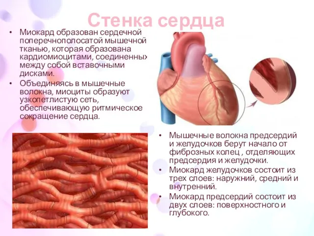Стенка сердца Миокард образован сердечной поперечнополосатой мышечной тканью, которая образована кардиомиоцитами, соединенных между